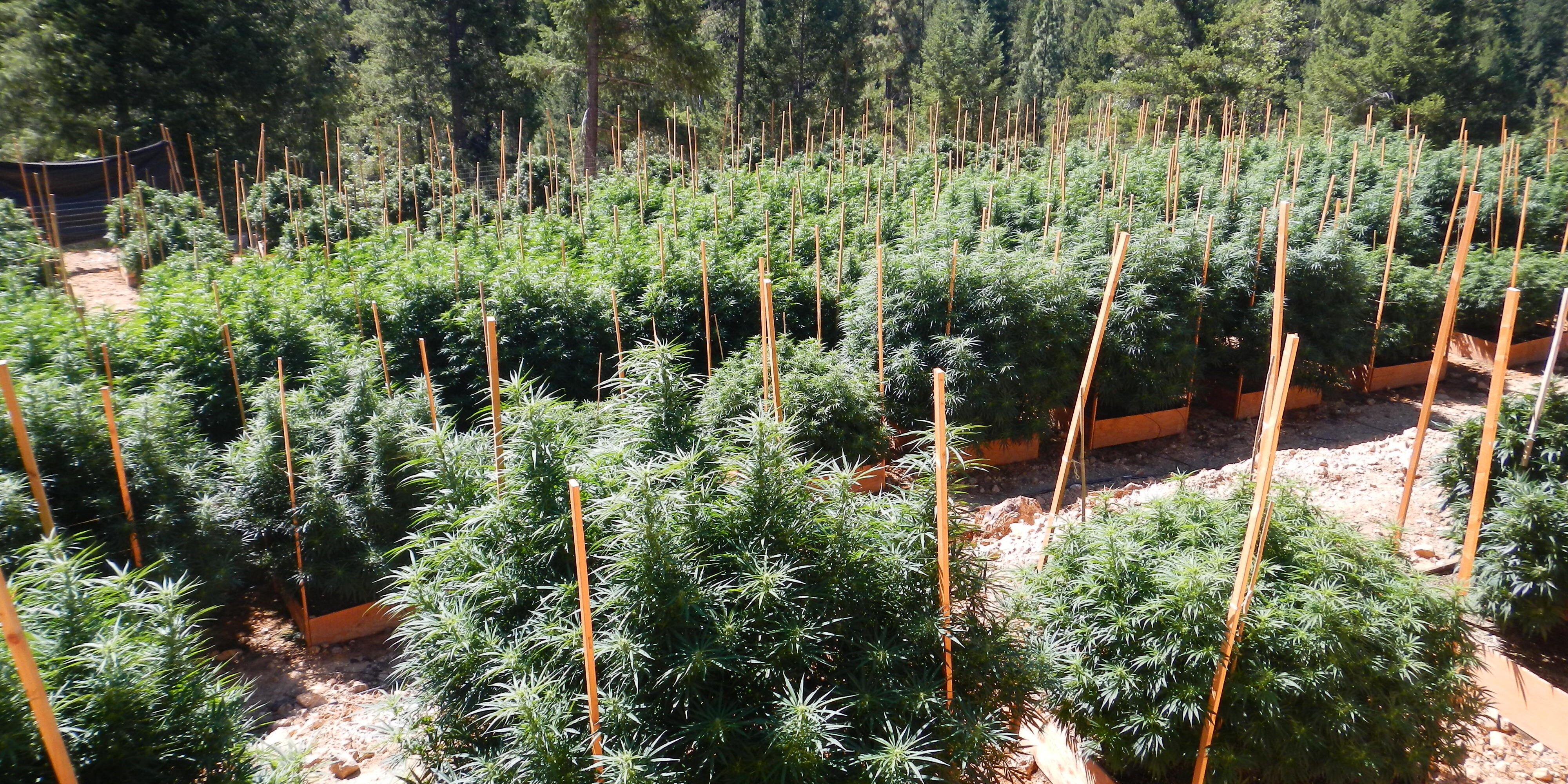 outdoor grow within hillside forest