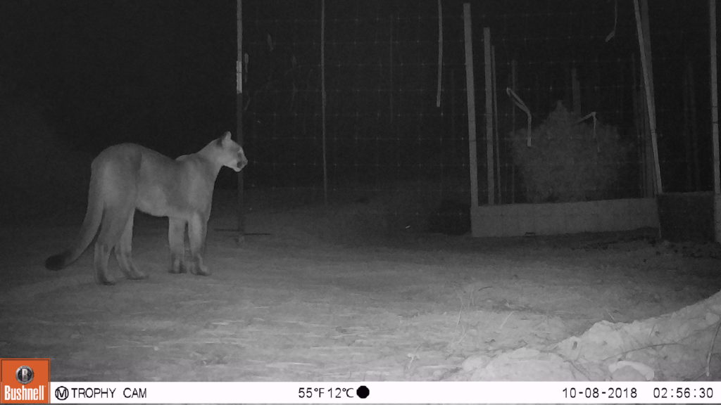 Example night-time photograph from a motion detection camera in study of wildlife interaction with cannabis cultivation region in southern Oregon.
