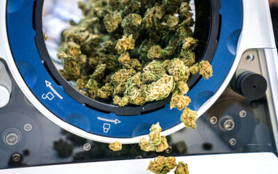 Industrializing cannabis? Socio-ecological implications of legalization and regulation in California