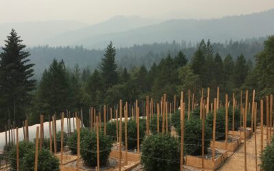 Shifting geographies of legal cannabis production in California