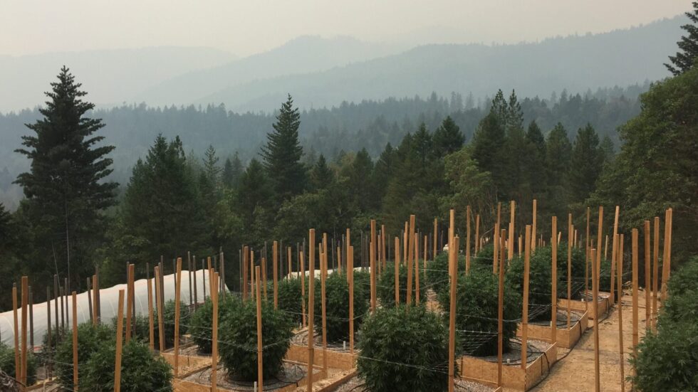 Shifting Geographies Of Legal Cannabis Production In California Uc Berkeley Cannabis Research