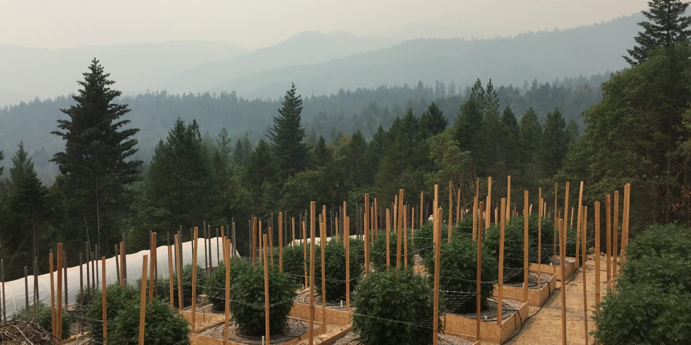 outdoor grow within hillside forest