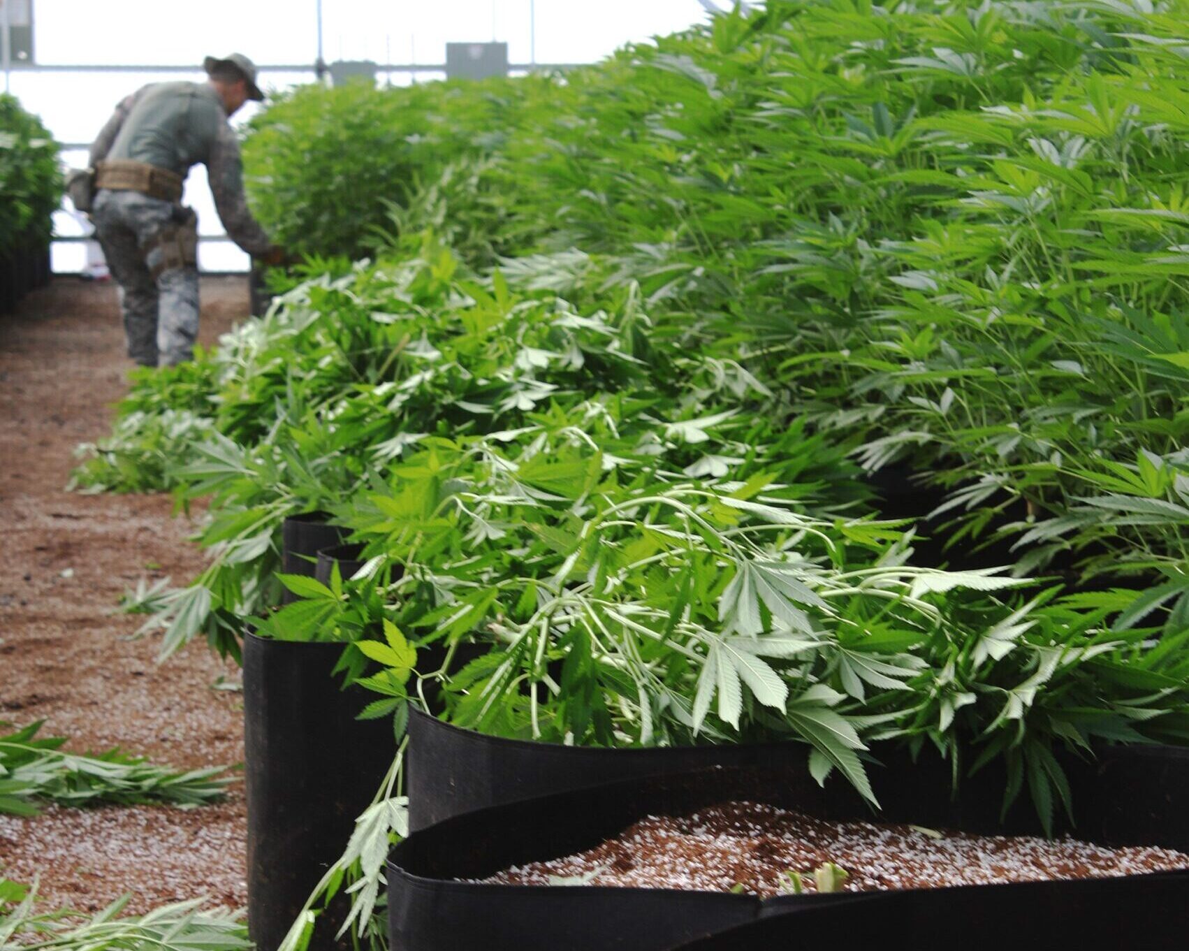 Photo of cannabis plants in an indoor farm greenhouse being cut by an inspector due to non-compliance with regulation.