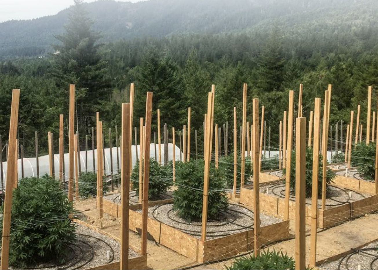 Photo of cannabis plants growing outdoors in individual planters with irrigation and a forested background