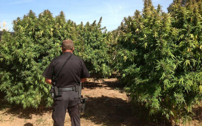 Buttressed and breached: The exurban fortress, cannabis activism, and the drug war’s shifting political geography