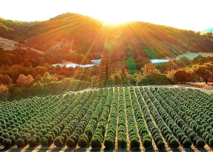 Photograph of cannabis farm with tightly aligned, green crop rows in the foreground and forested hills in the background as the sun rises or sets with yellow streaming rays over the scene.