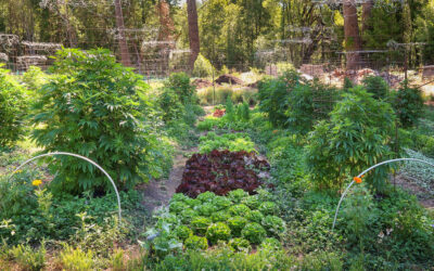 Characteristics of farms applying for cannabis cultivation permits