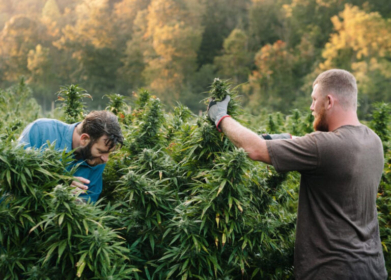 photograph of workers harvesting marijuana plants in a field