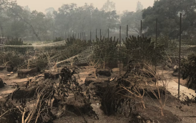 The threat of wildfire is unique to cannabis among agricultural sectors in California