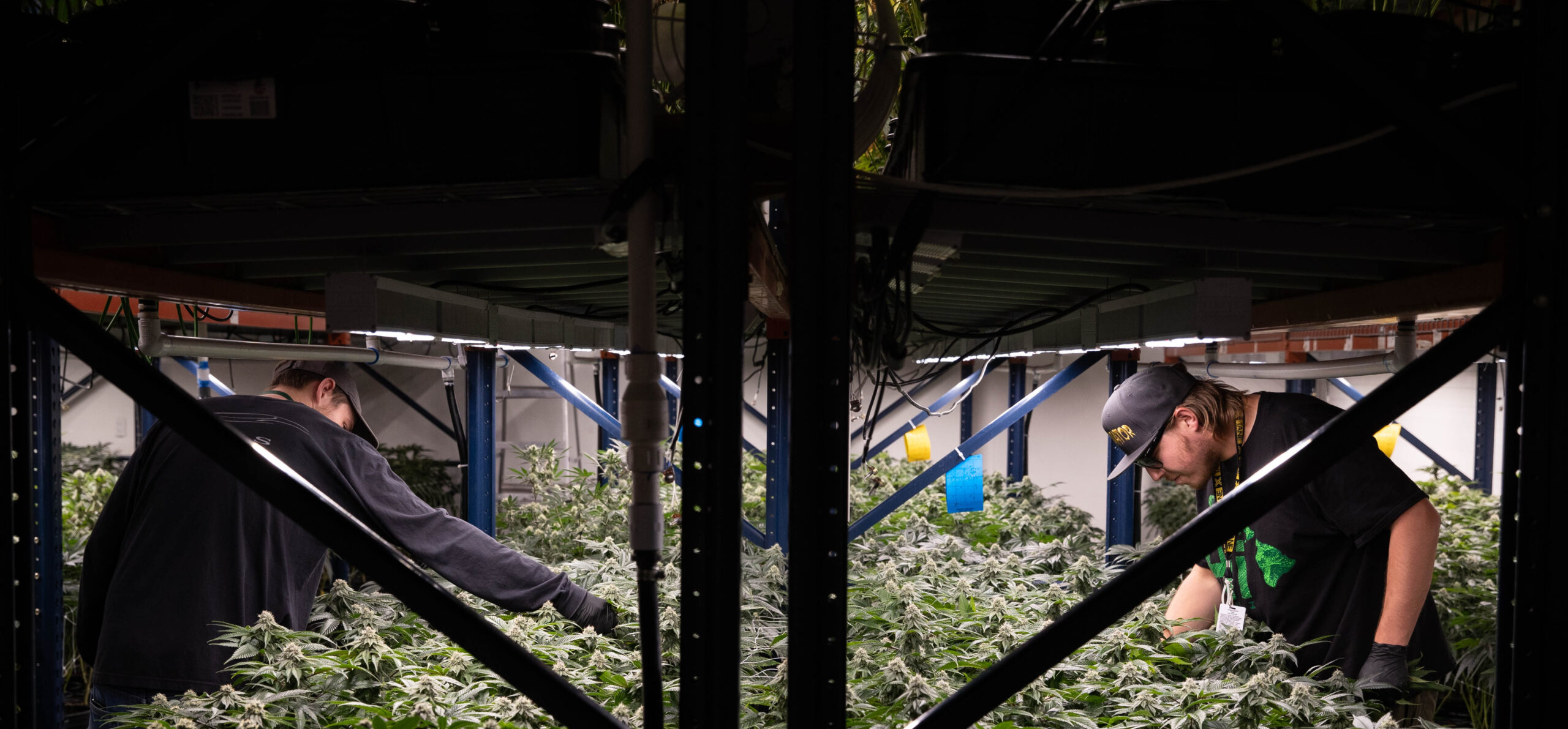 Photograph of workers growing cannabis under lights.