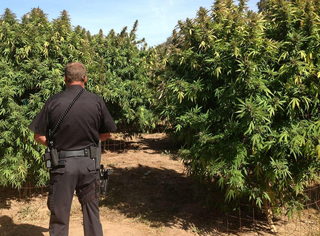 Sheriff officer at a cannabis farm in Calavaras County