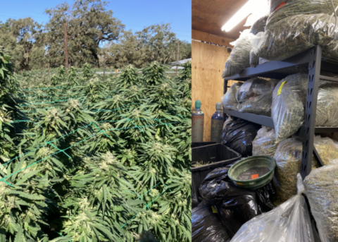 Smaller Cultivation California Cannabis Policy Recommendations For A Multi Scale Cultivation