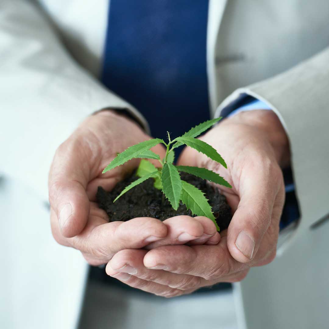 Businessman-holding-cannabis-plant