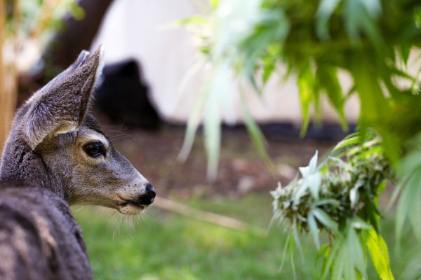 Protecting-Marijuana-Plants-from-Animal-Pests